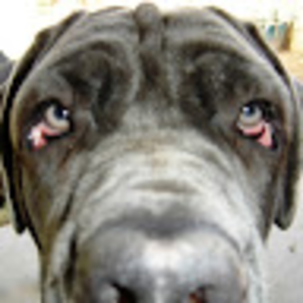 Meet your Posher, Trajan